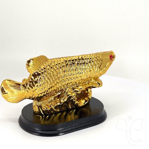 Ryby - Arowana