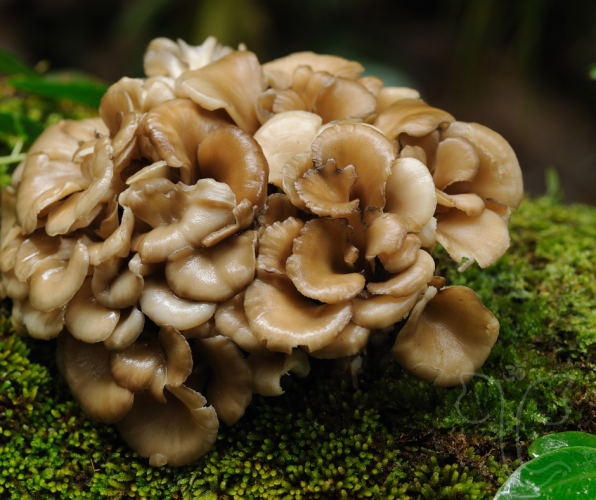 Swanson Triple Mushroom Complex - Podpora imunity
