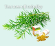 Tea tree oil tobolky
